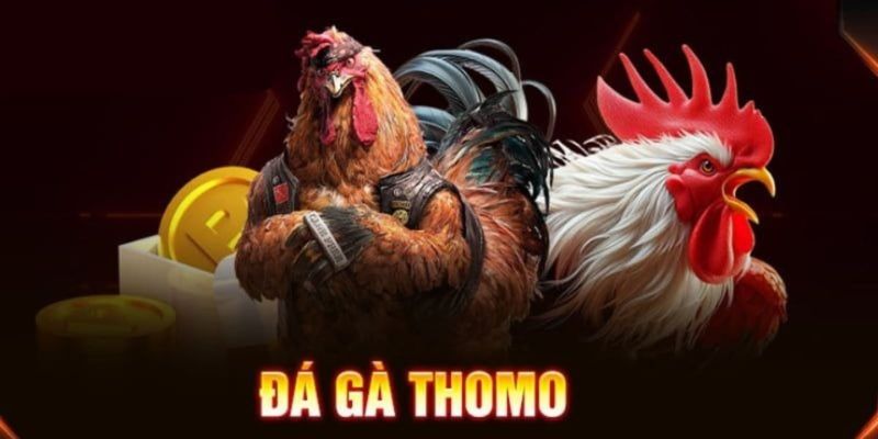 Gà đá trực tiếp thomo so sánh