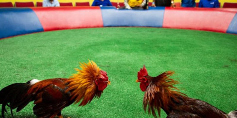 Kèo đá gà trực tiếp cách đọc